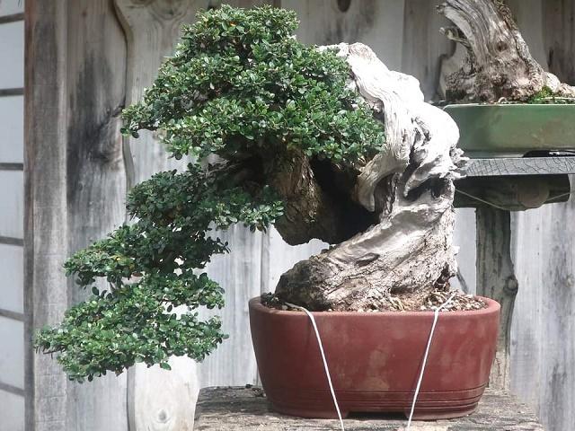 Olive Bonsai