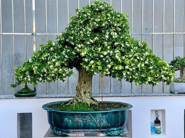 Orange Jasmine Bonsai