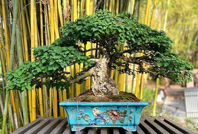 Parrot’s Beak Bonsai
