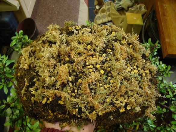 Pasting Sphagnum