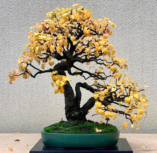 Common Pear Bonsai