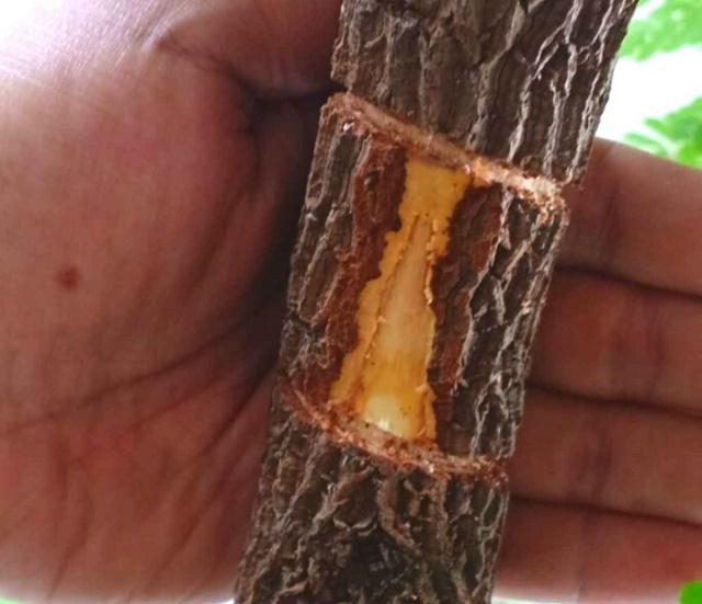Peeling Bark of Tamarind