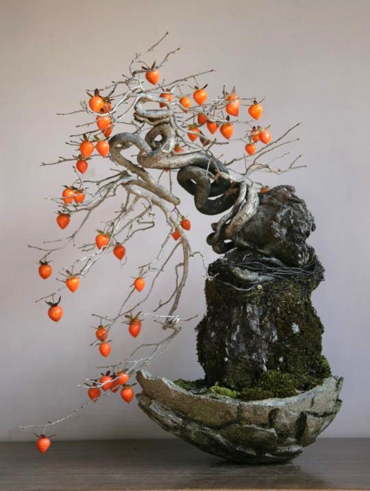 Persimmon Penjing