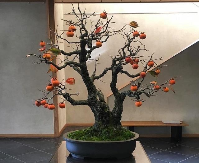 Persimmon Bonsai