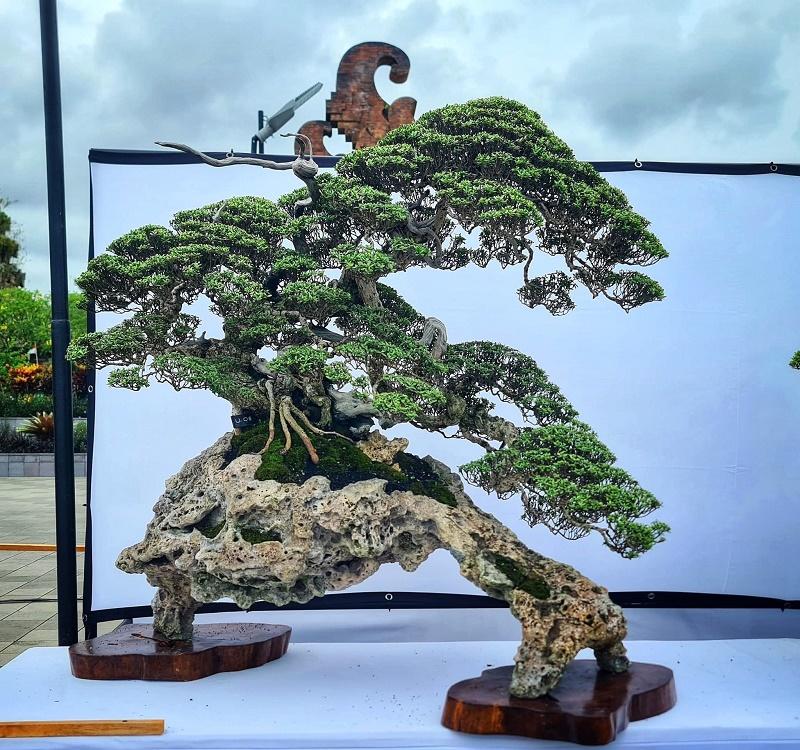 Phempis Bonsai