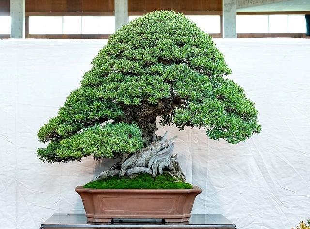 Phempis Bonsai