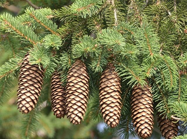 Picea abies Fruit