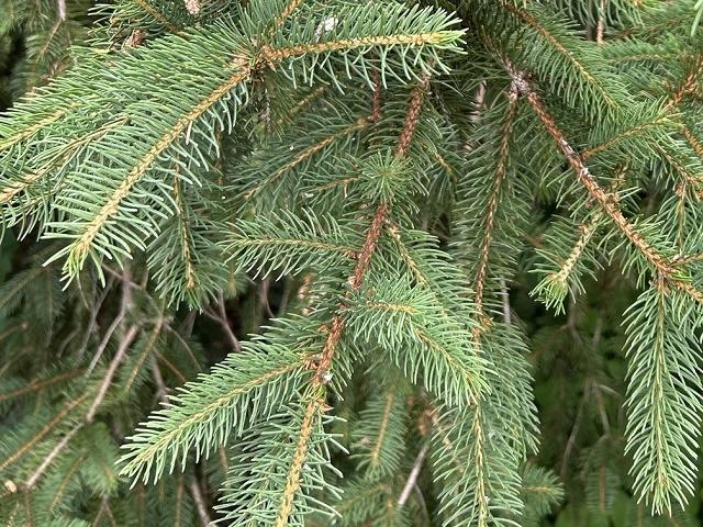 Picea abies Leaves