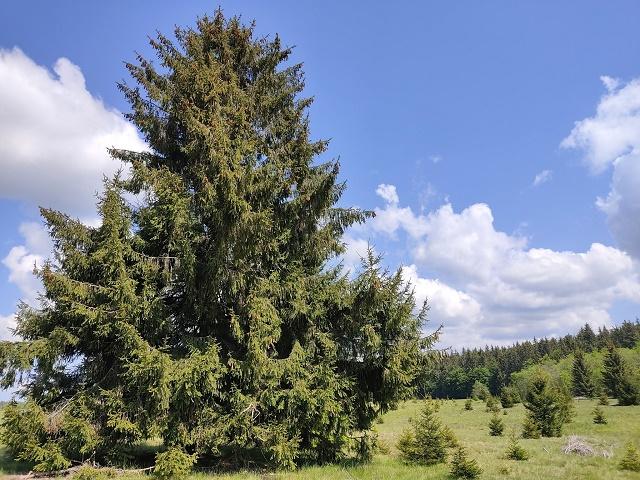Picea abies Tree