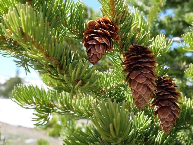 Picea engelmannii Fruit