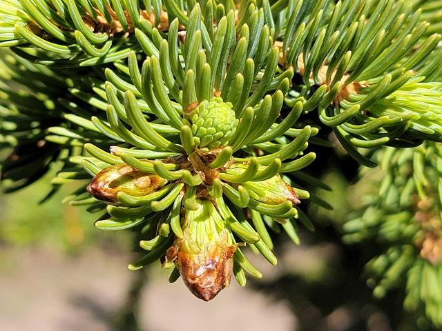 Picea engelmannii Leaves