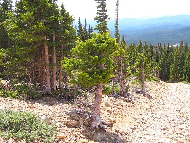 Picea engelmannii Tree