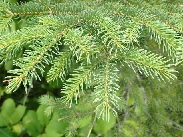 Picea glauca Leaves