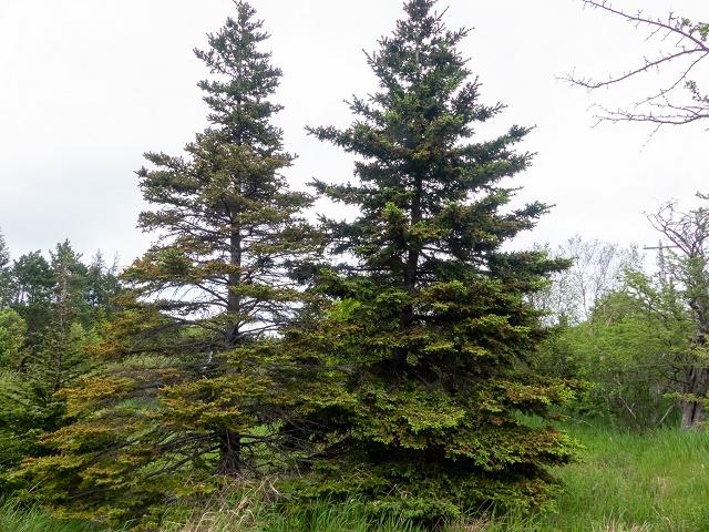 Picea glauca Tree