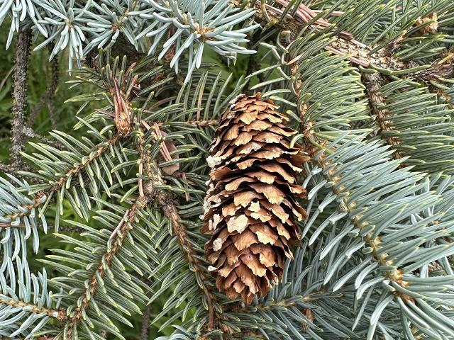 Picea pungens Fruit