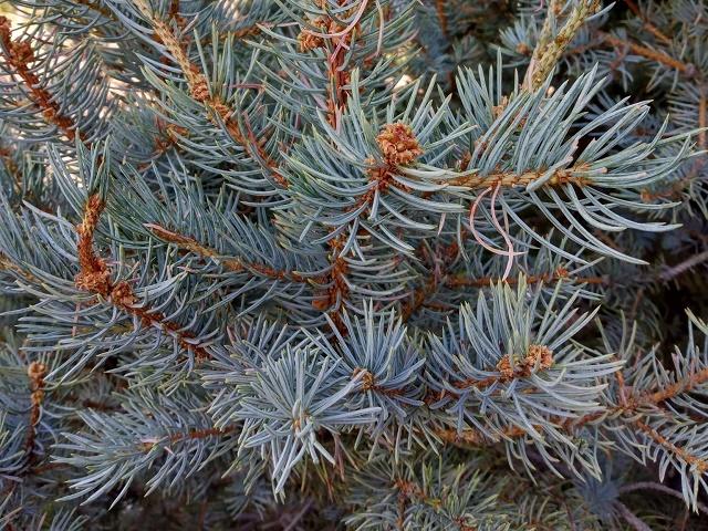 Picea pungens Leaves
