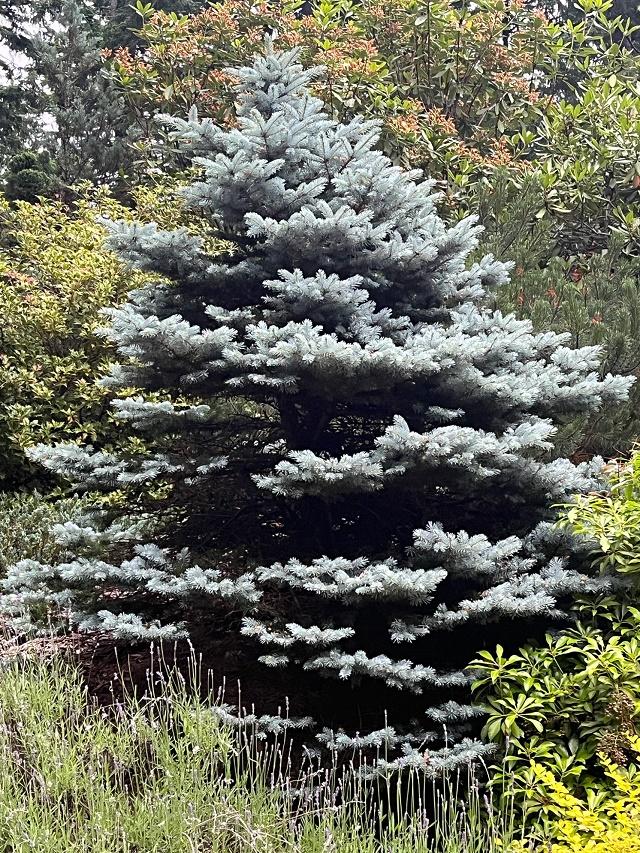 Picea pungens Tree