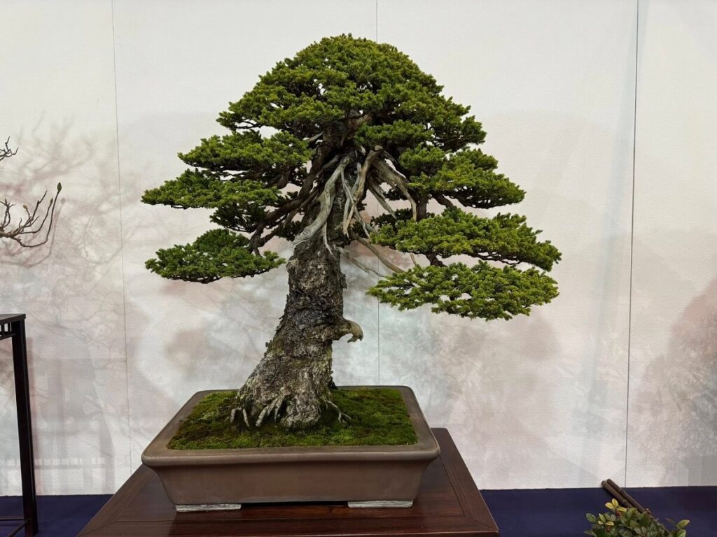 Pine Bonsai at Kokufu-ten 100th