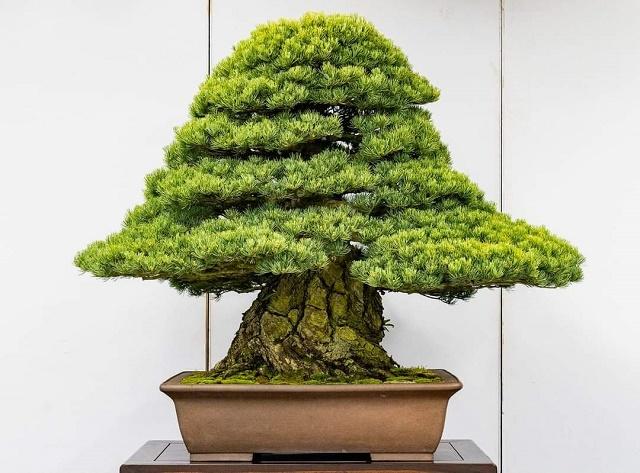 Pine Bonsai