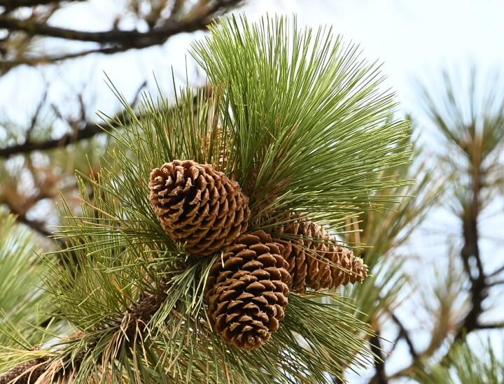 Pinus jeffreyi Fruit