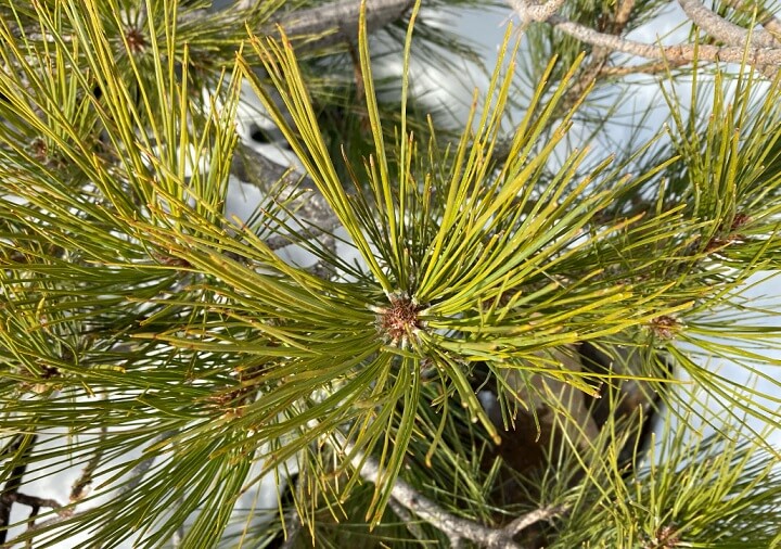 Pinus jeffreyi Leaf