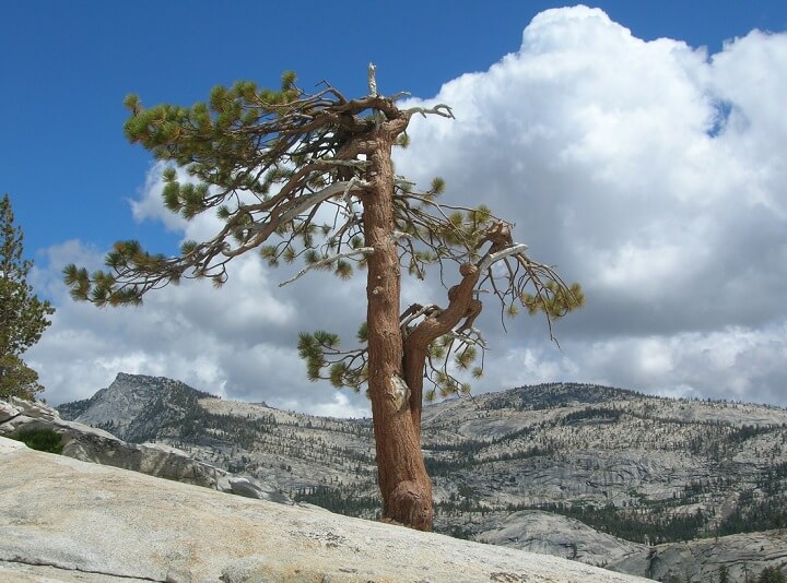 Pinus jeffreyi Tree