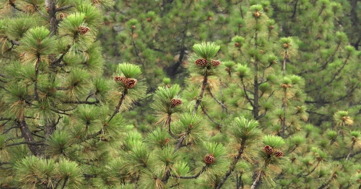 Characteristics of Jeffrey Pine (Pinus jeffreyi)