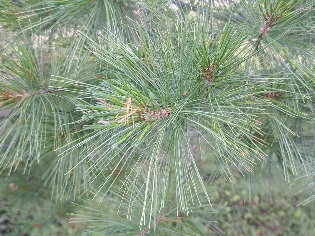 Pinus strobus Leaves