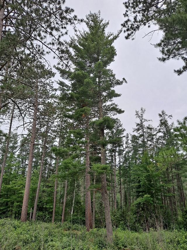 Pinus strobus Tree