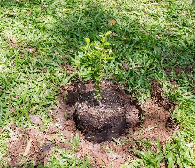 Planting Carandas Plum