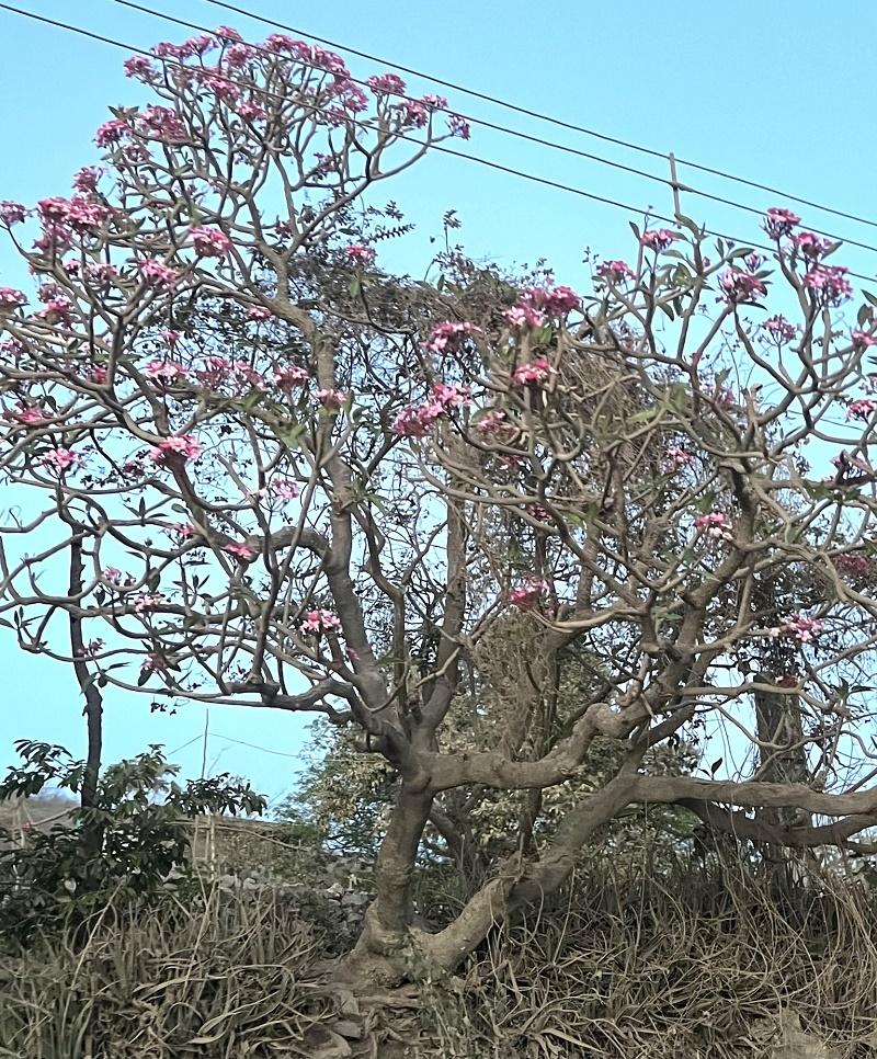 Plumeria rubra