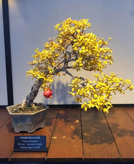 Pomegranate Penjing