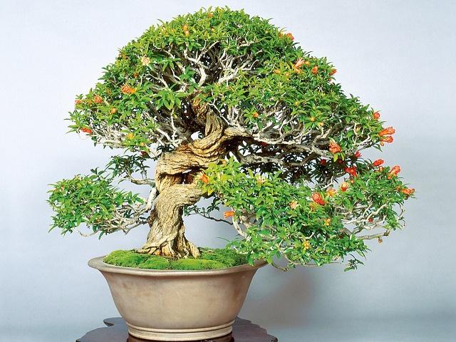 Pomegranate Bonsai