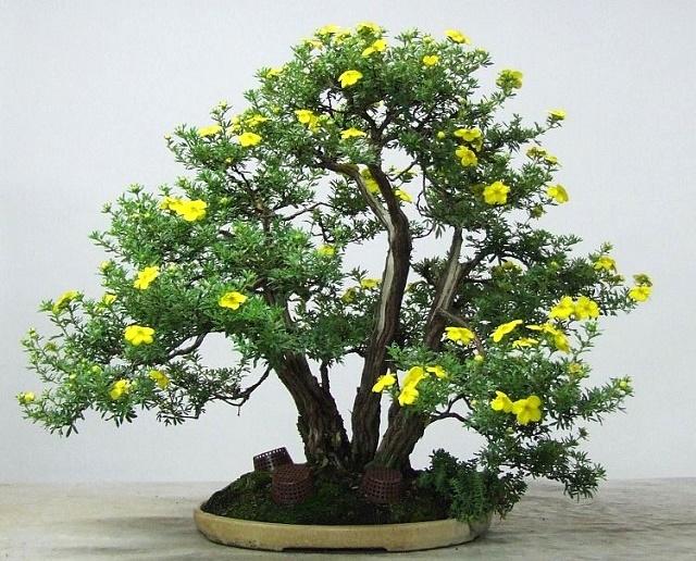 Potentilla Bonsai