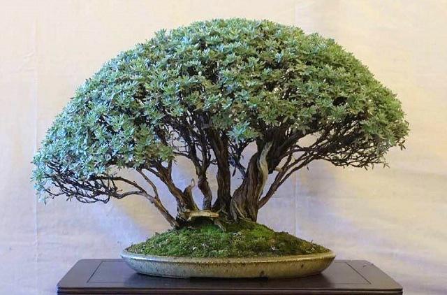 Potentilla Bonsai
