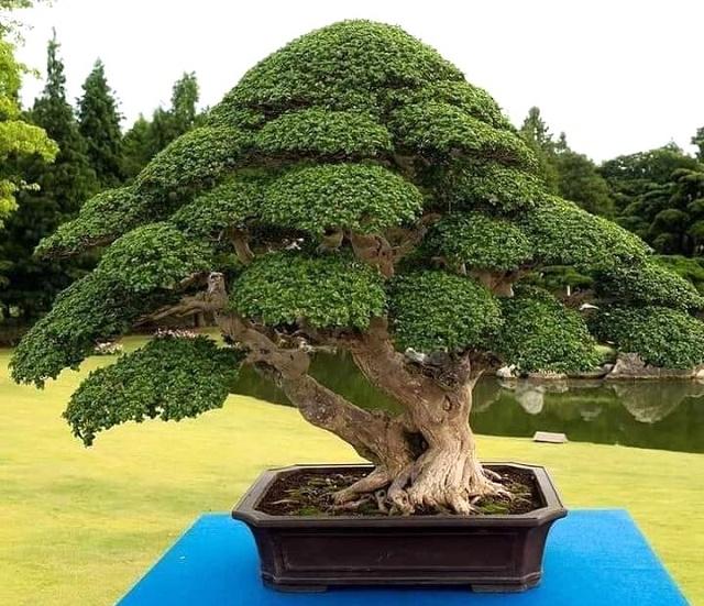 Premna Bonsai