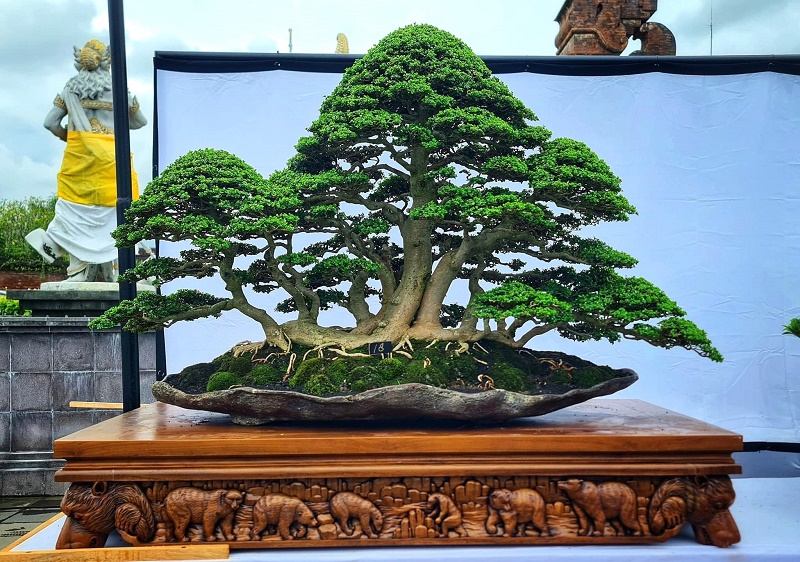Premna Bonsai