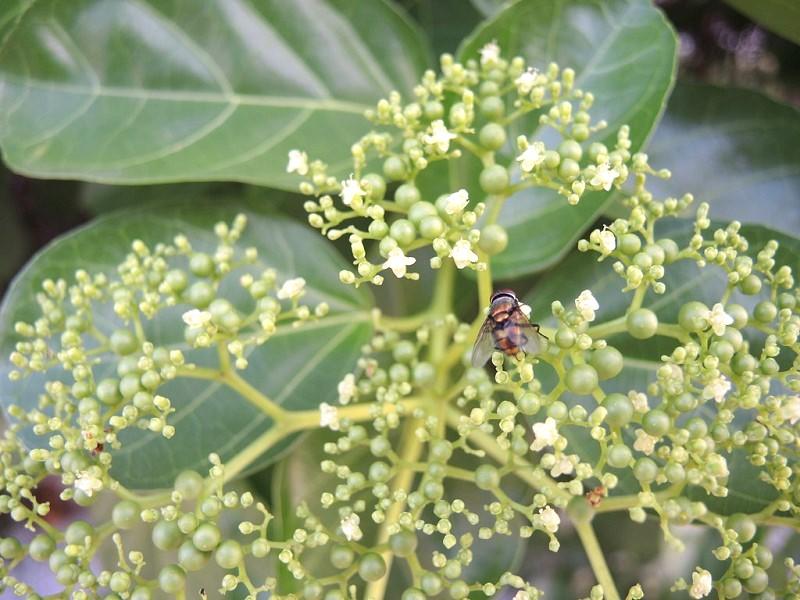 Premna serratifolia Flowers