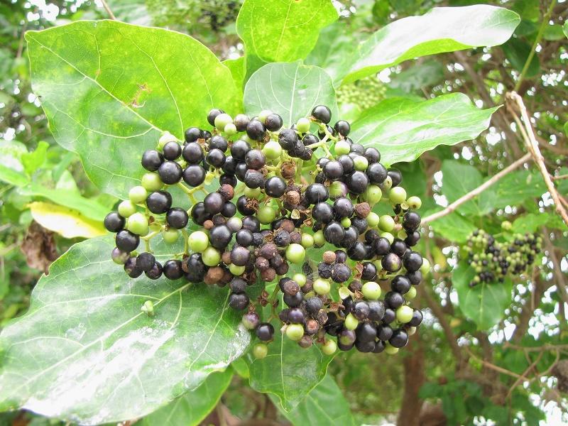 Premna serratifolia Fruit