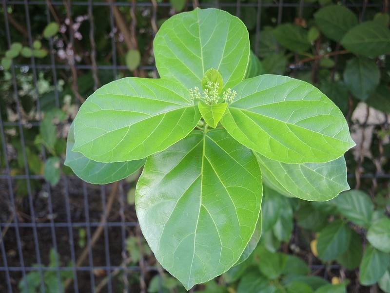 Premna serratifolia