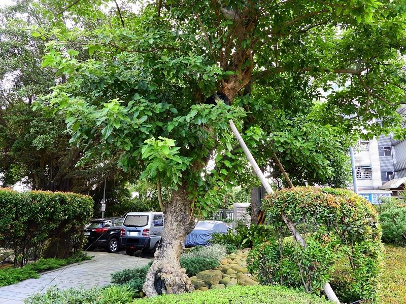 Premna serratifolia Tree