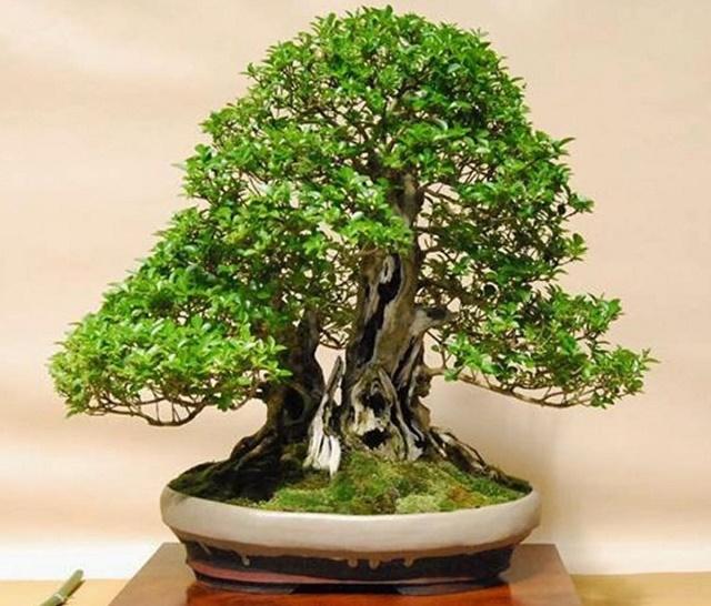 Privet Bonsai