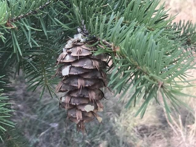 Pseudotsuga menziesii Fruit