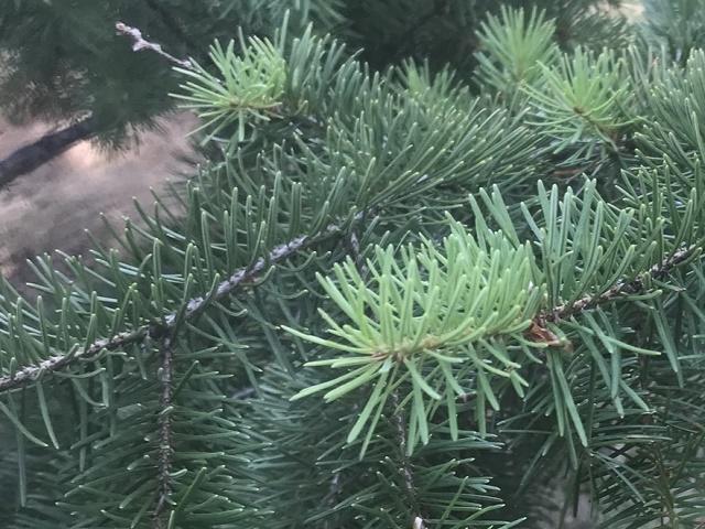 Pseudotsuga menziesii Leaves