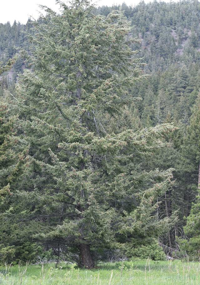 Pseudotsuga menziesii Tree