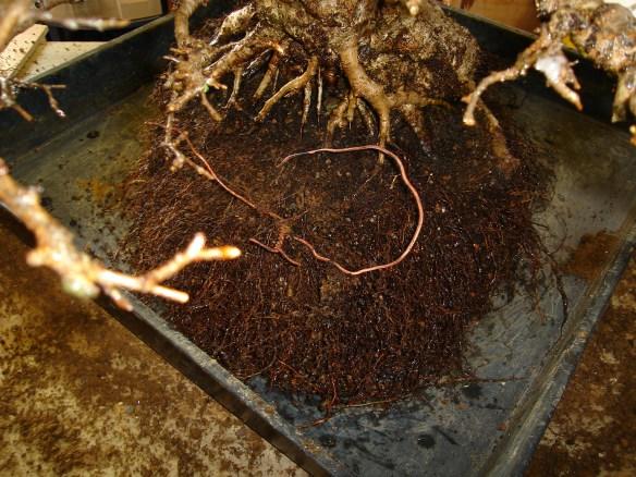 Put the tree in the container