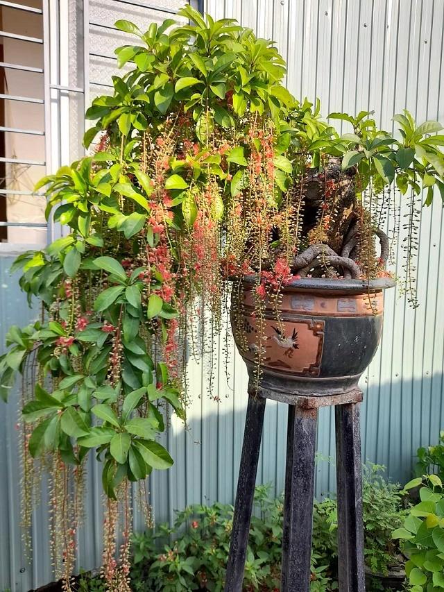Putat Bonsai