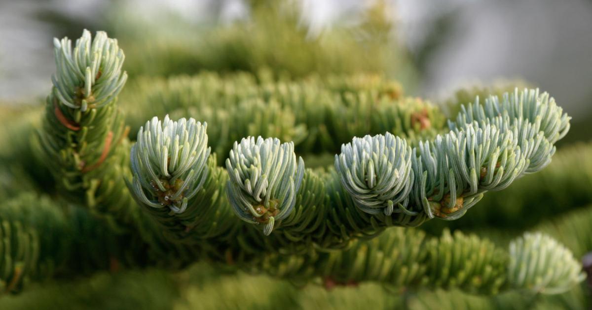 Red Fir