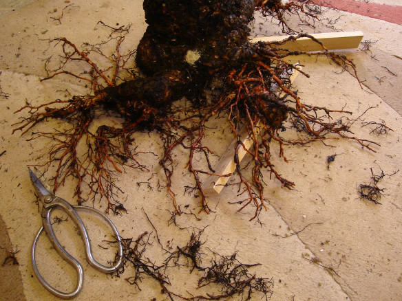 Reducing redundant roots