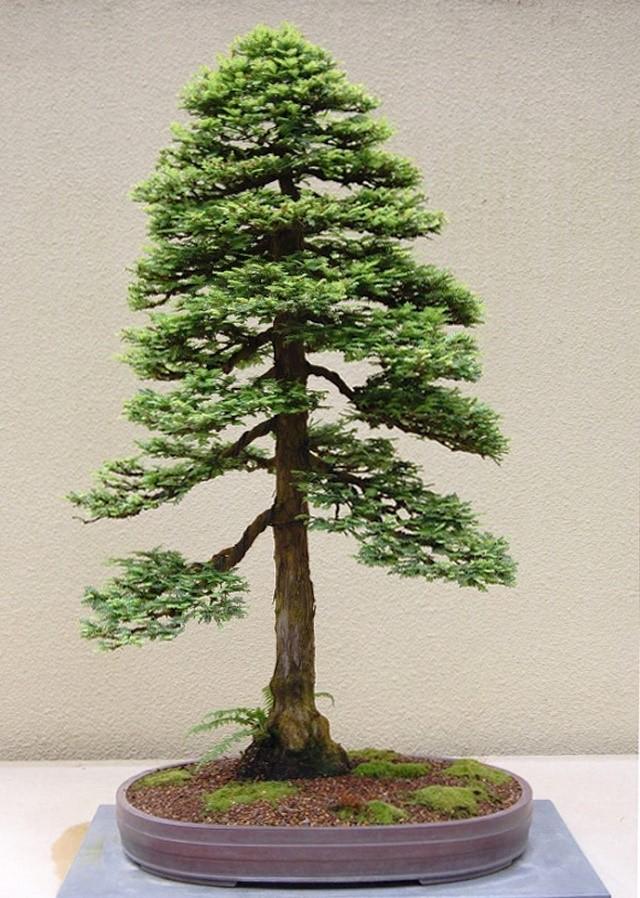 Redwood Bonsai